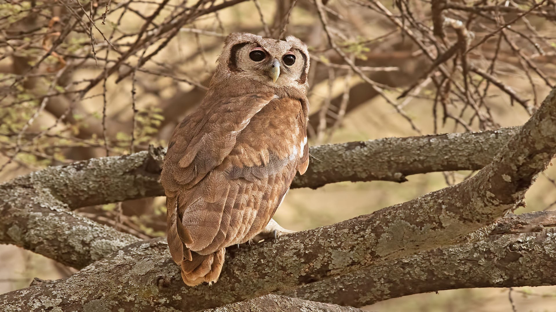 Verreaux's Eagle-owl