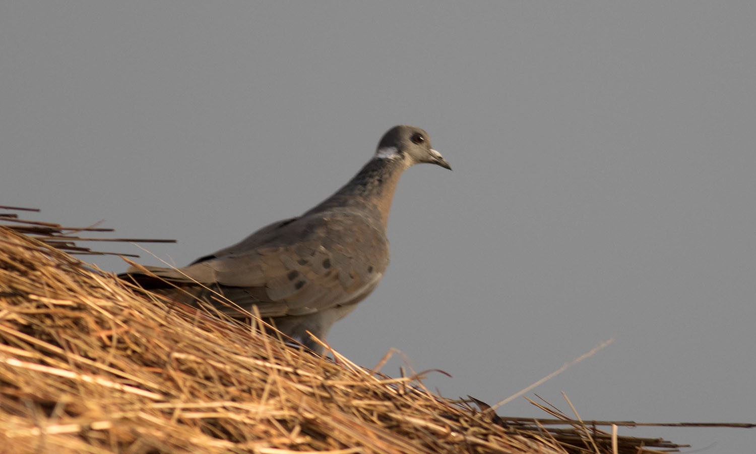 White-collared Pigeon