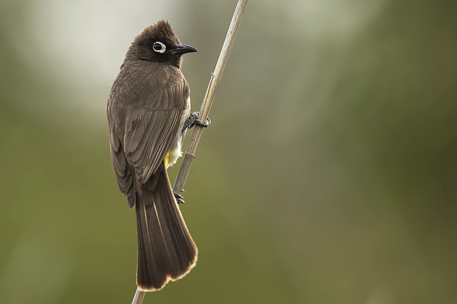Cape Bulbul
