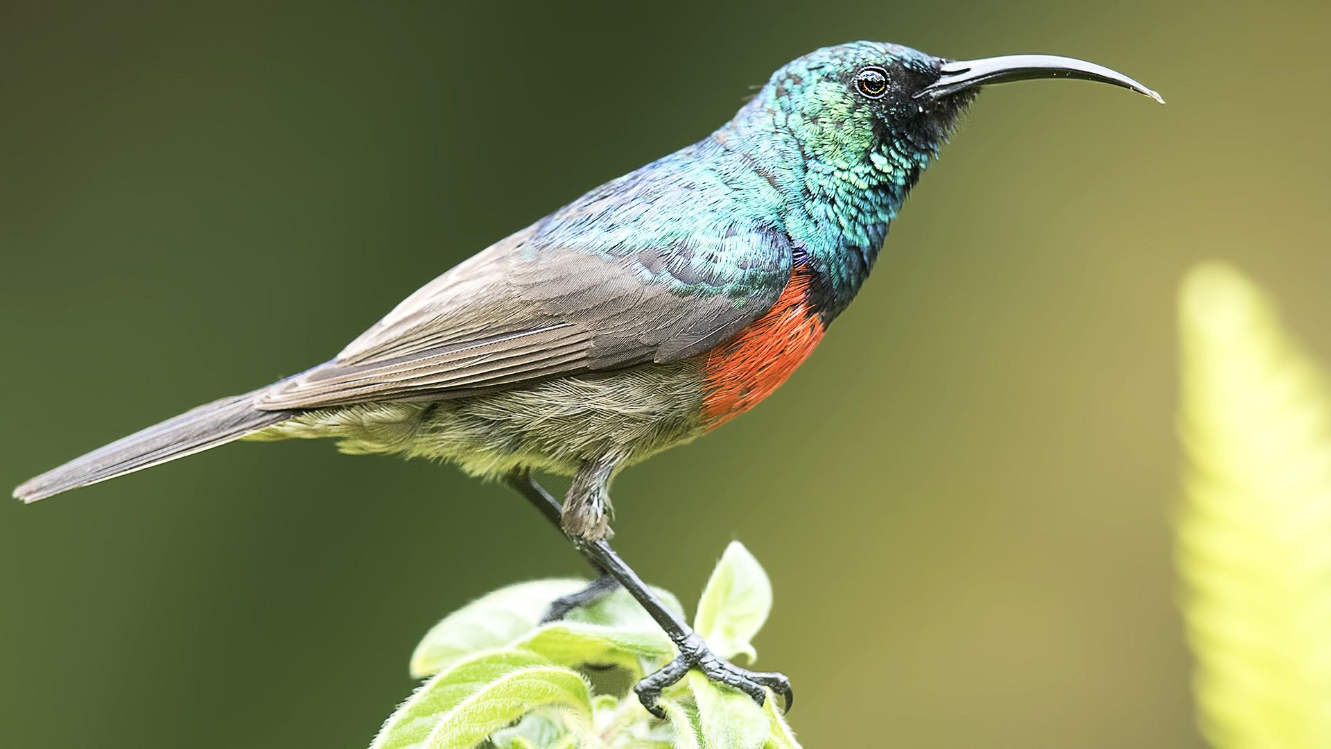 Greater Double-collared Sunbird