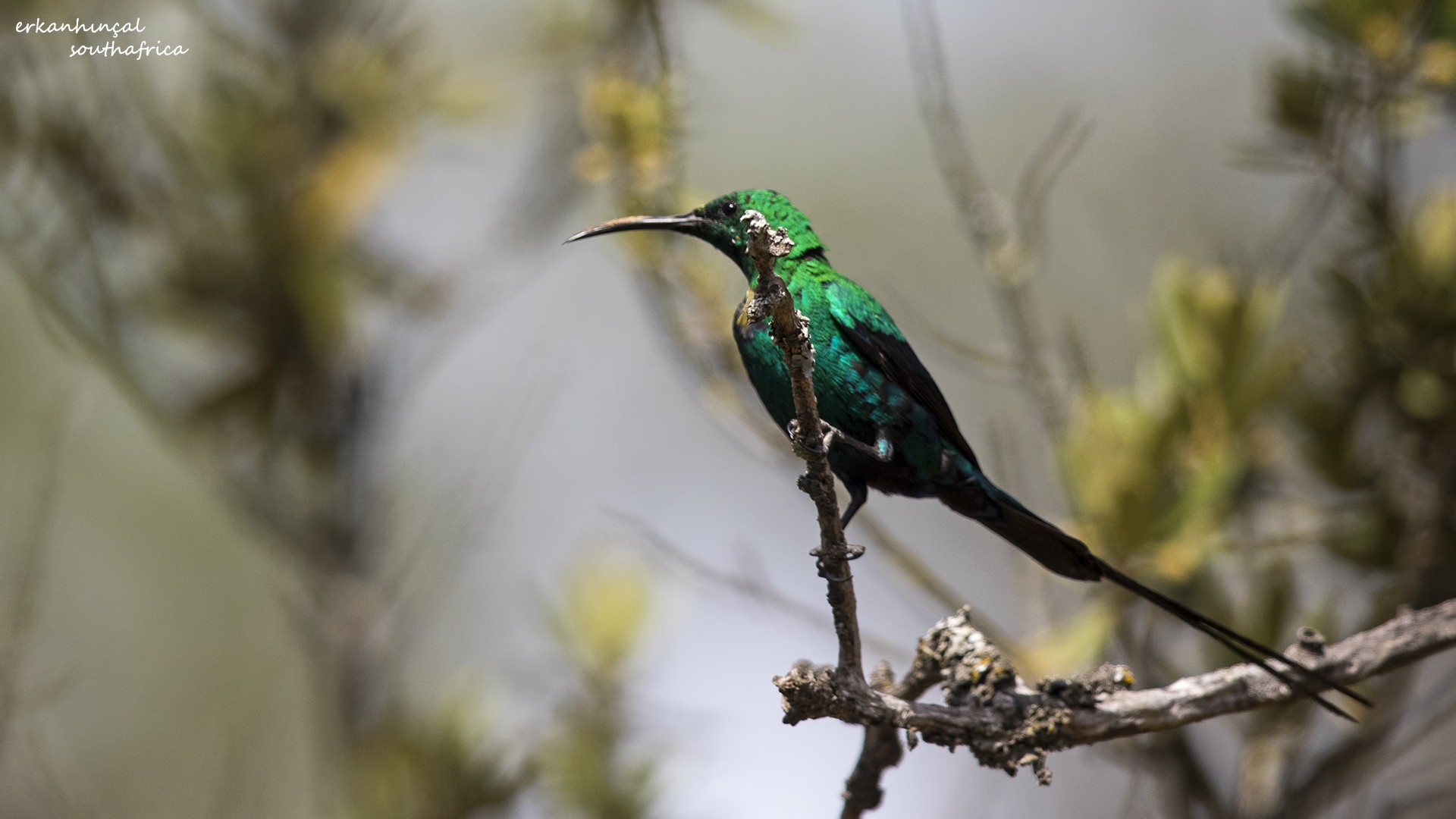 Malachite Sunbird