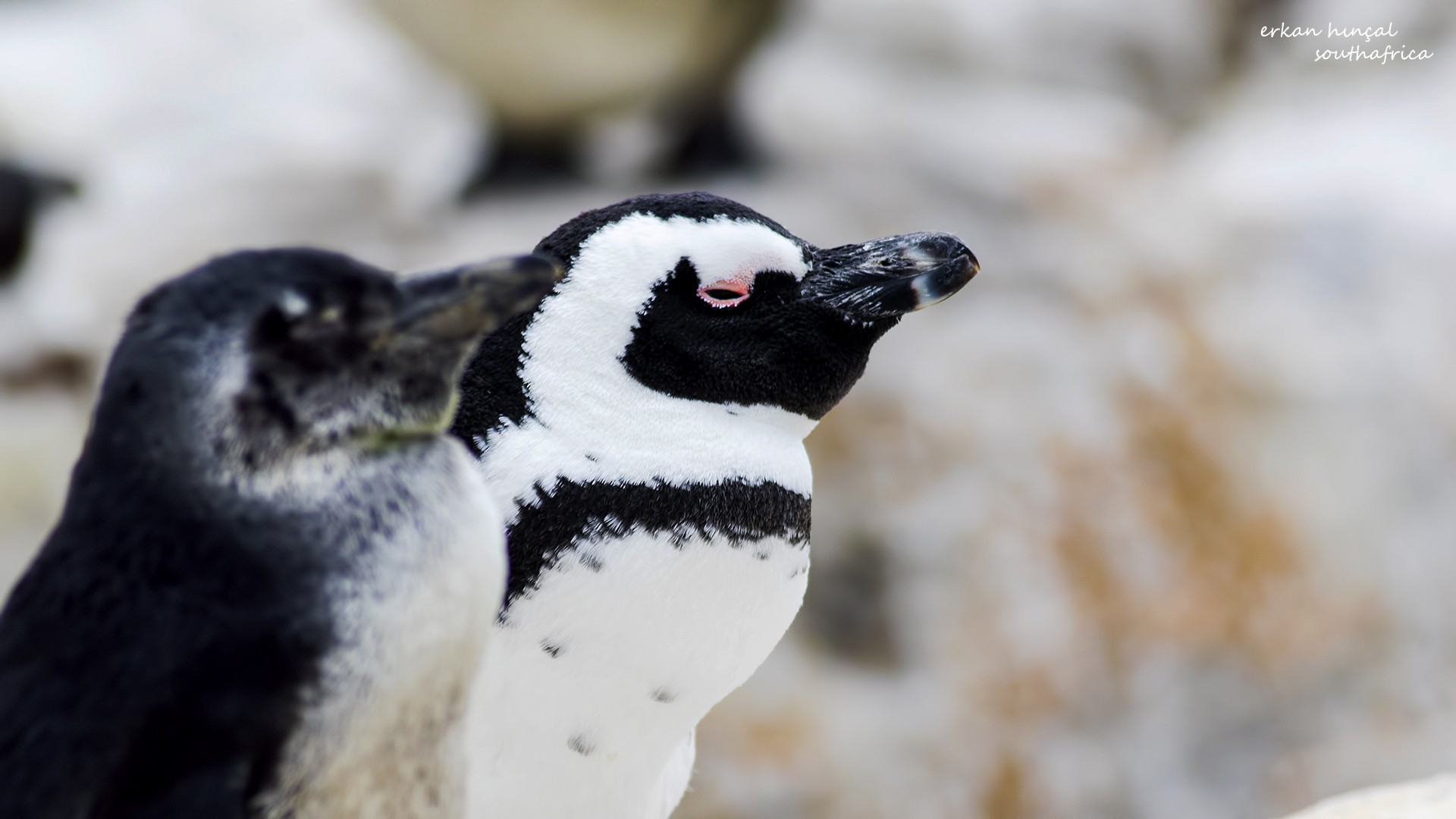 African Penguin