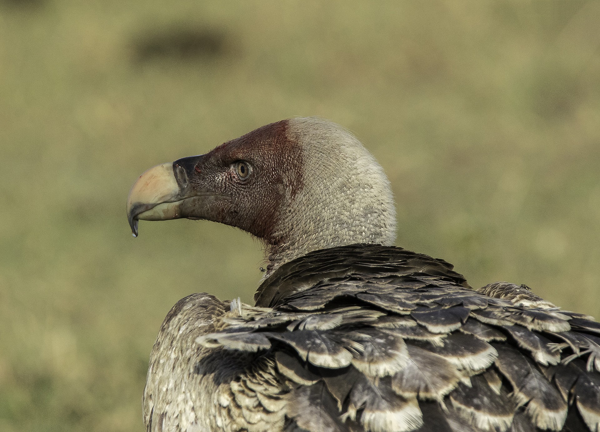 Rüppell's Vulture