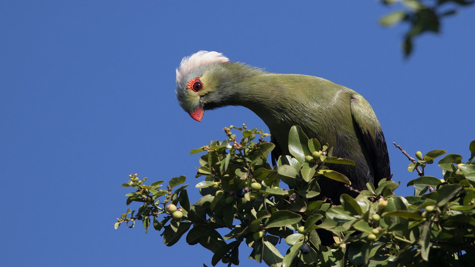 Ruspoli's Turaco