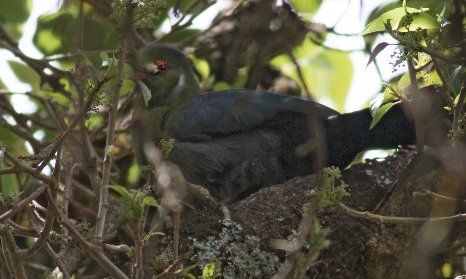 White-cheeked Turaco