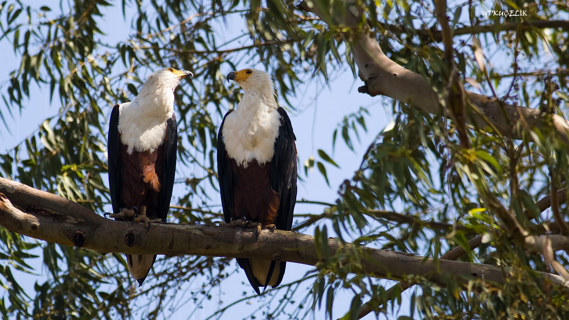 African Fish-eagle