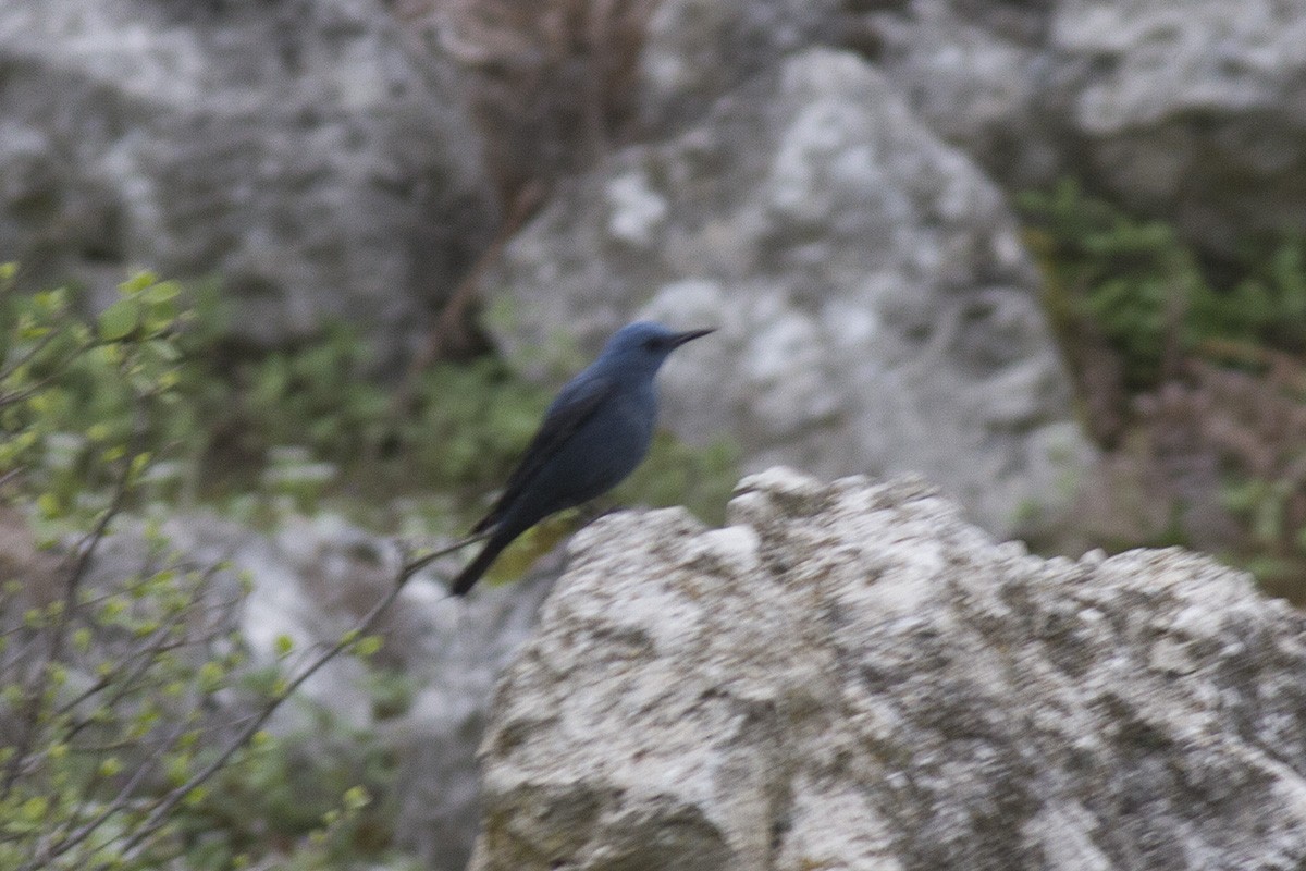 Gökardıç