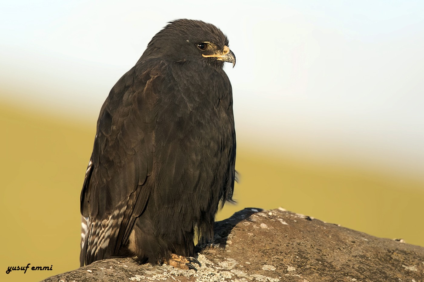 Augur Buzzard