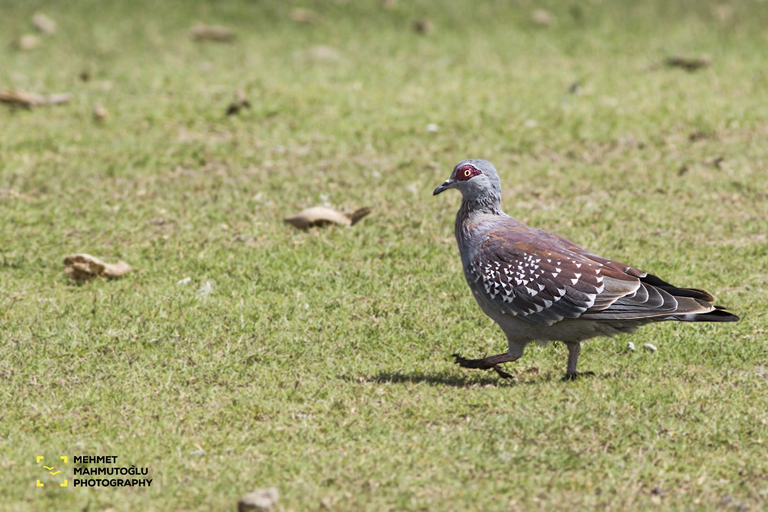 Speckled Pigeon