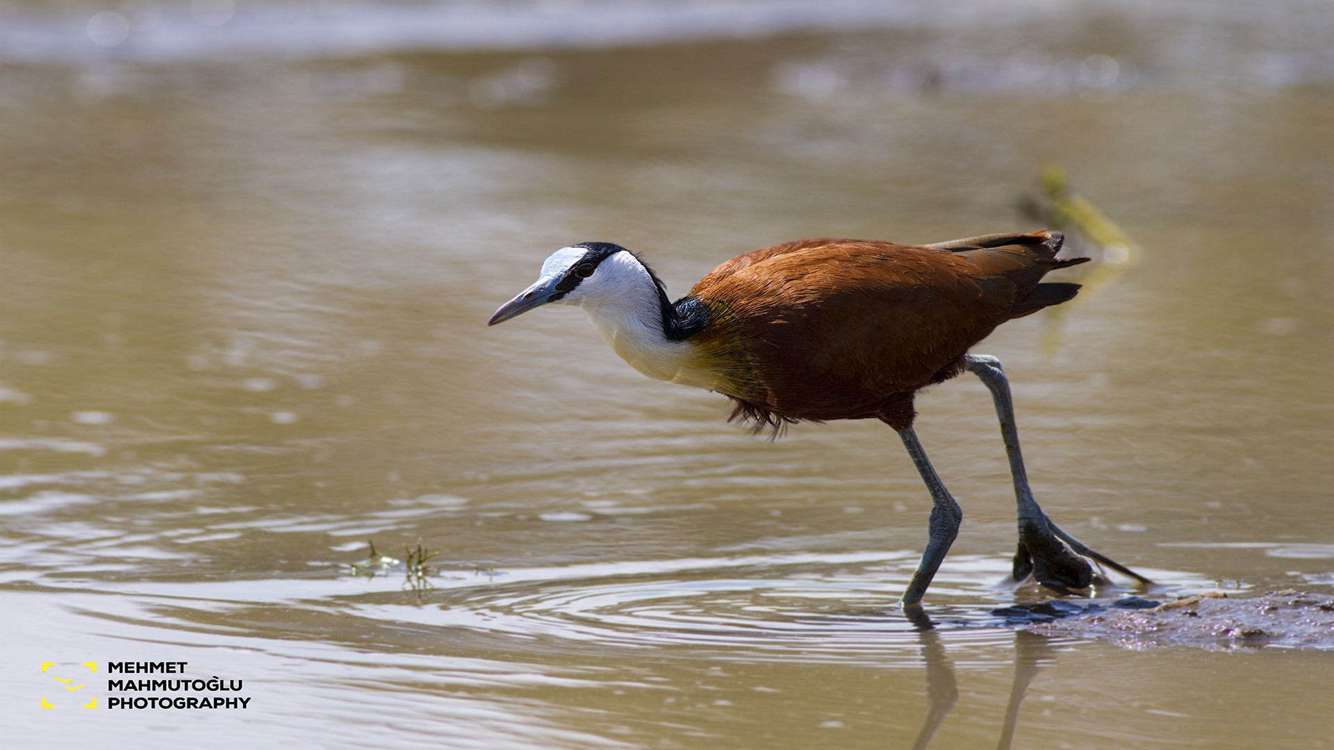 African Jacana