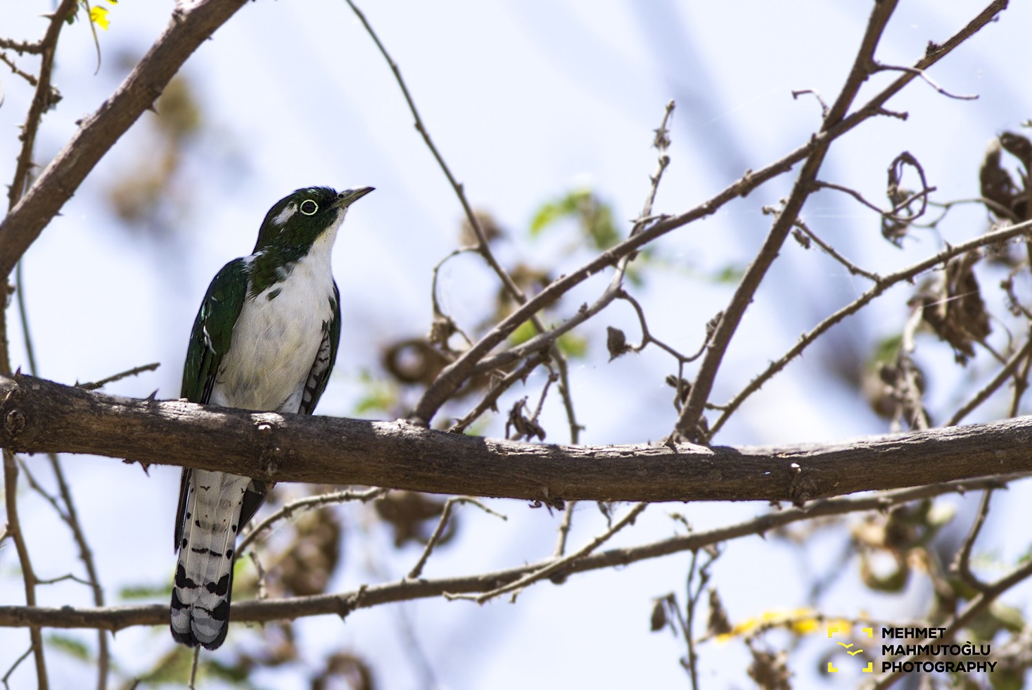 Klaas's Cuckoo