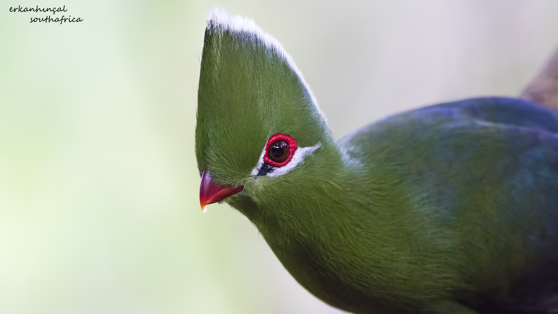 Knysna Turaco