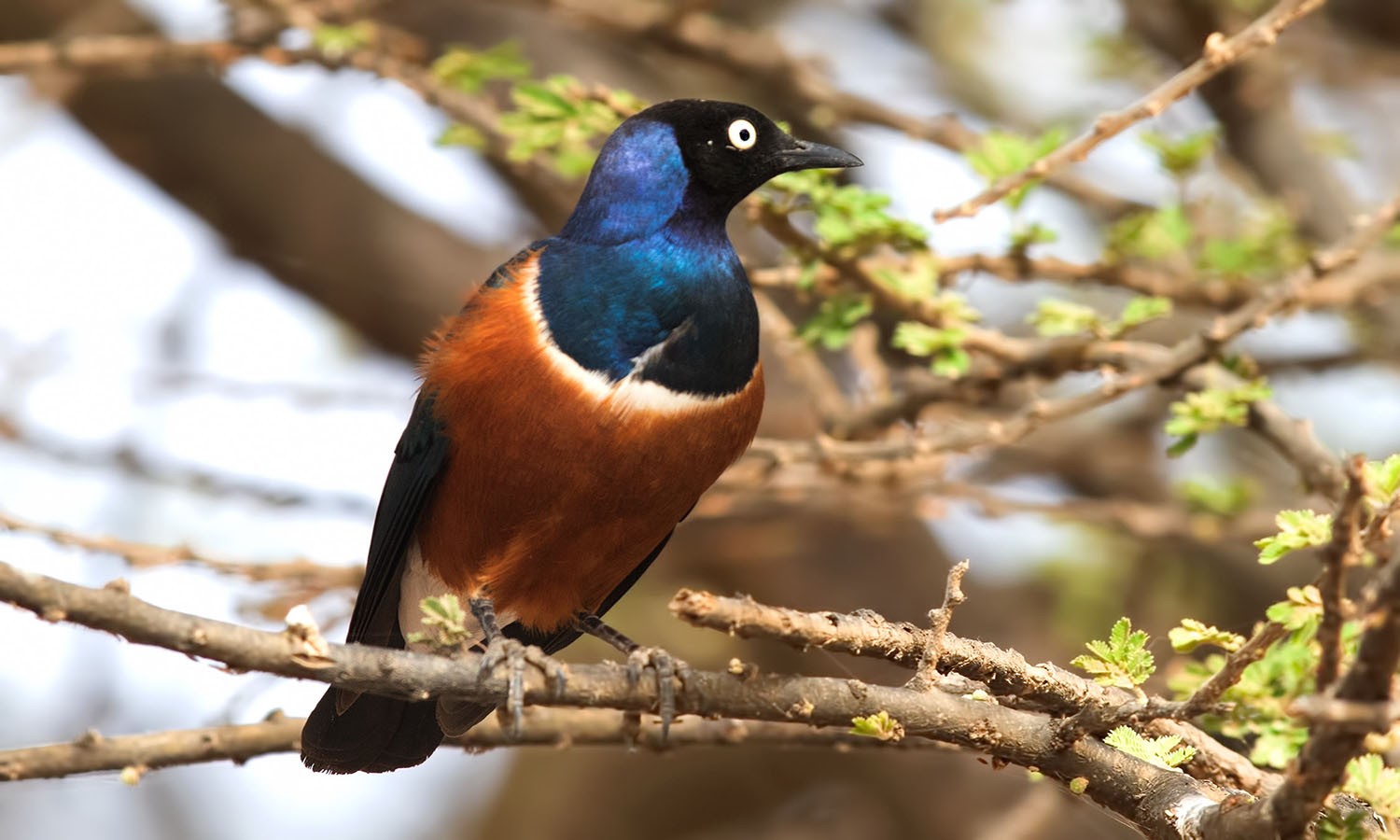 Superb Starling