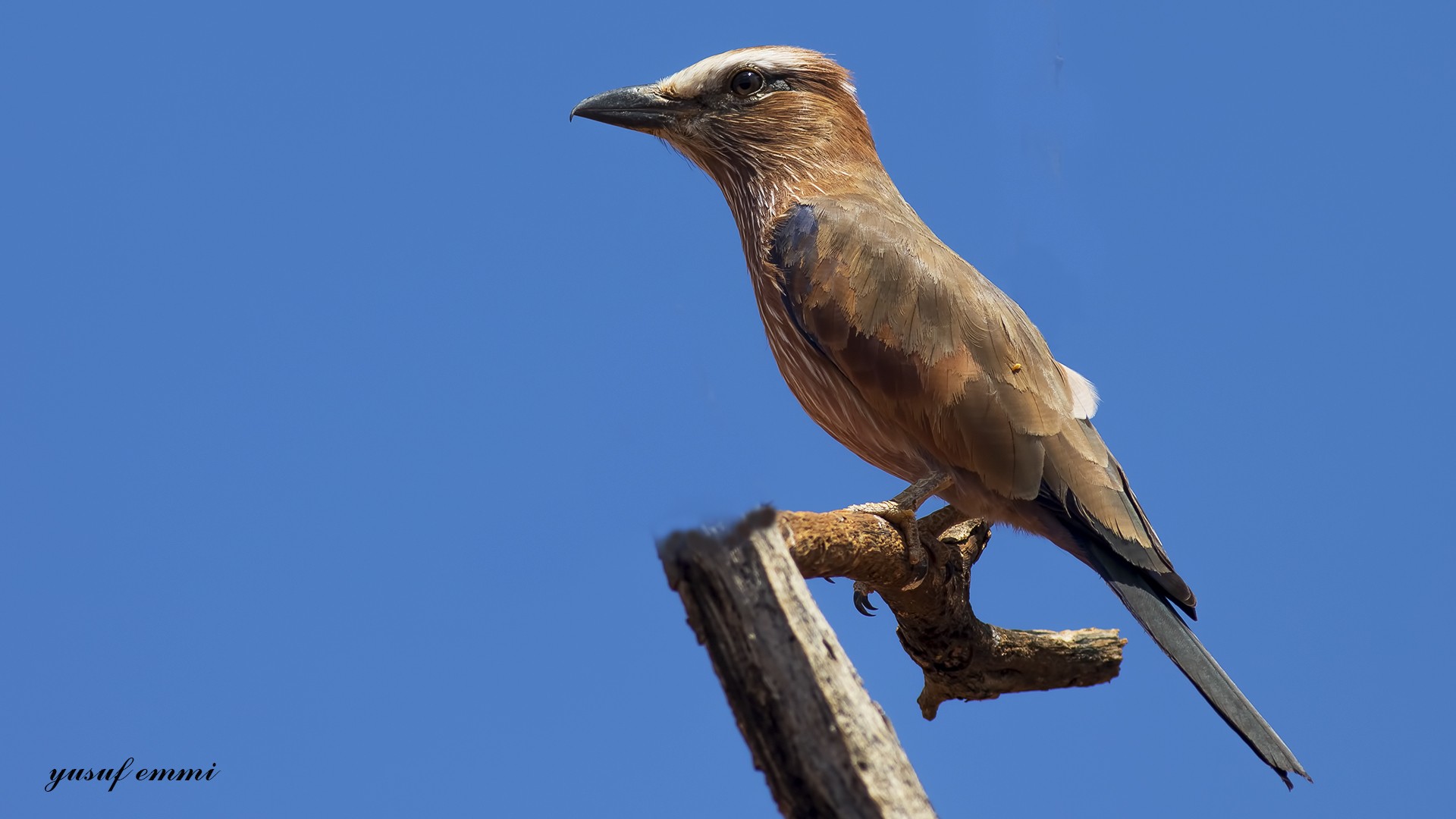 Purple Roller