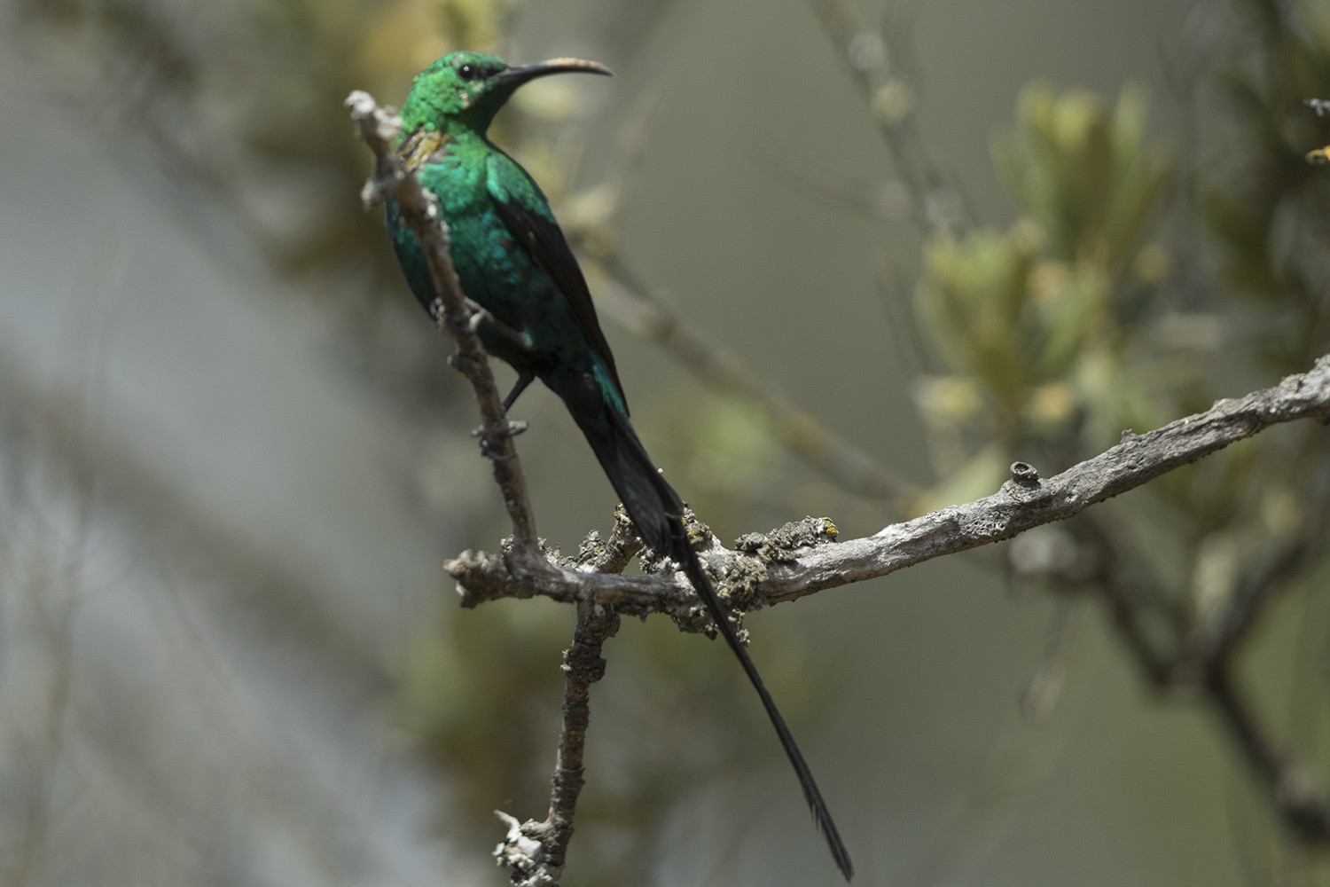 Malachite Sunbird