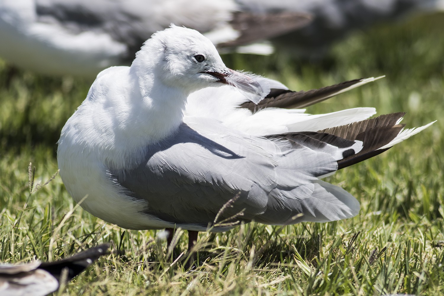 Hartlaub's Gull