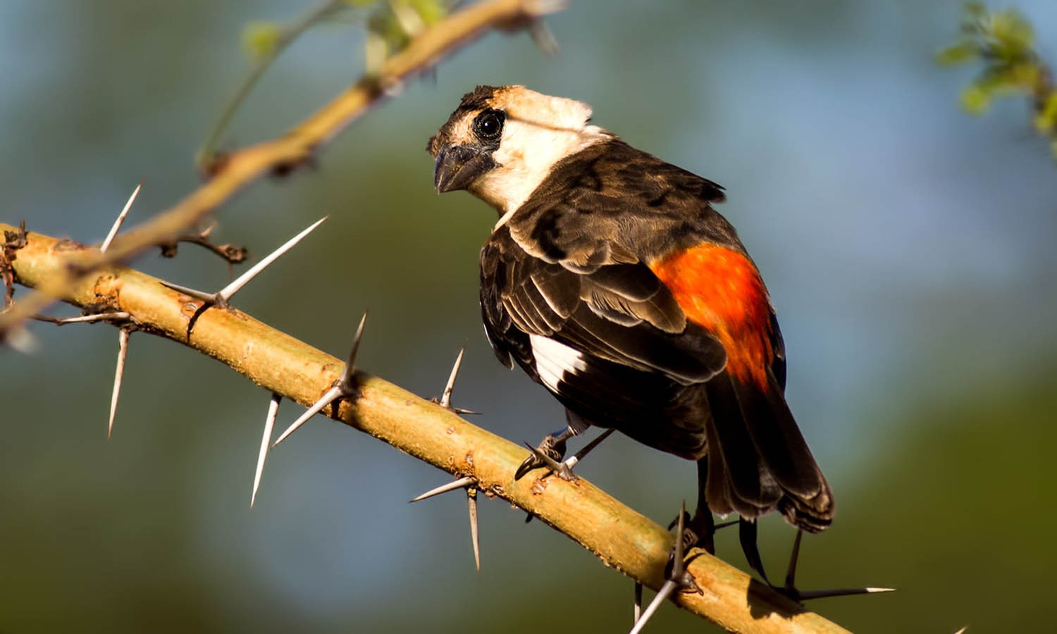 White-headed Buffalo-weaver
