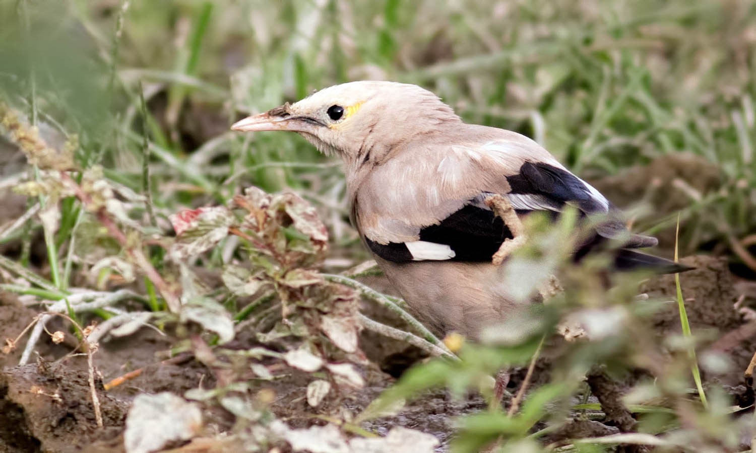 Wattled Starling