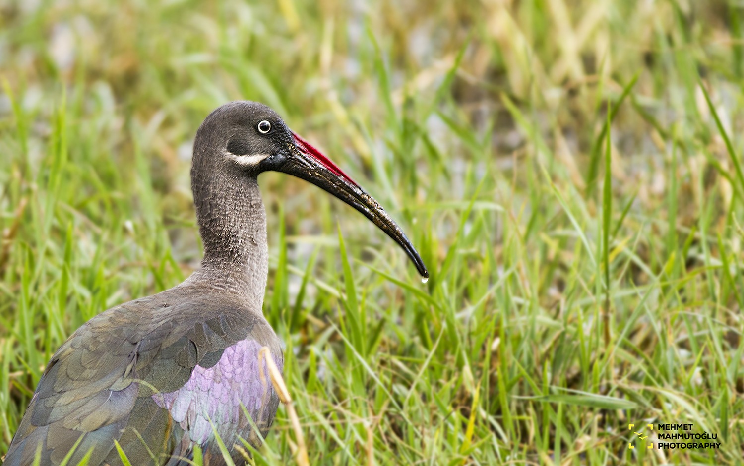 Hadada Ibis