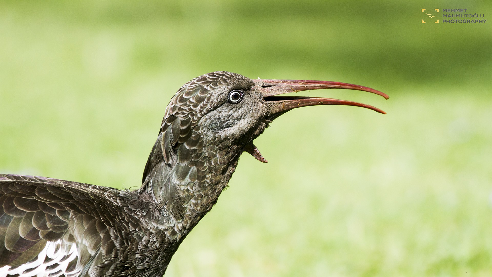 Wattled Ibis