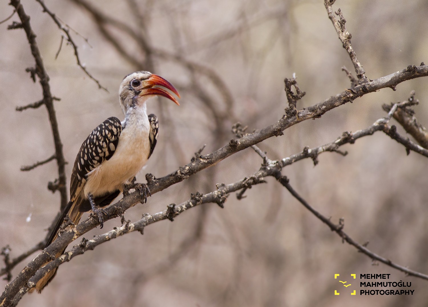 Red-billed Hornbill