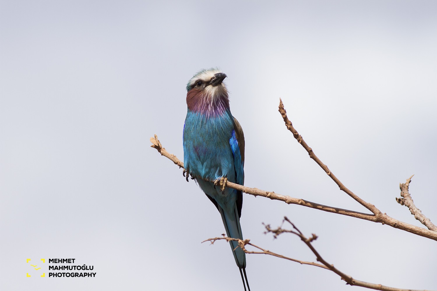 Lilac-breasted Roller