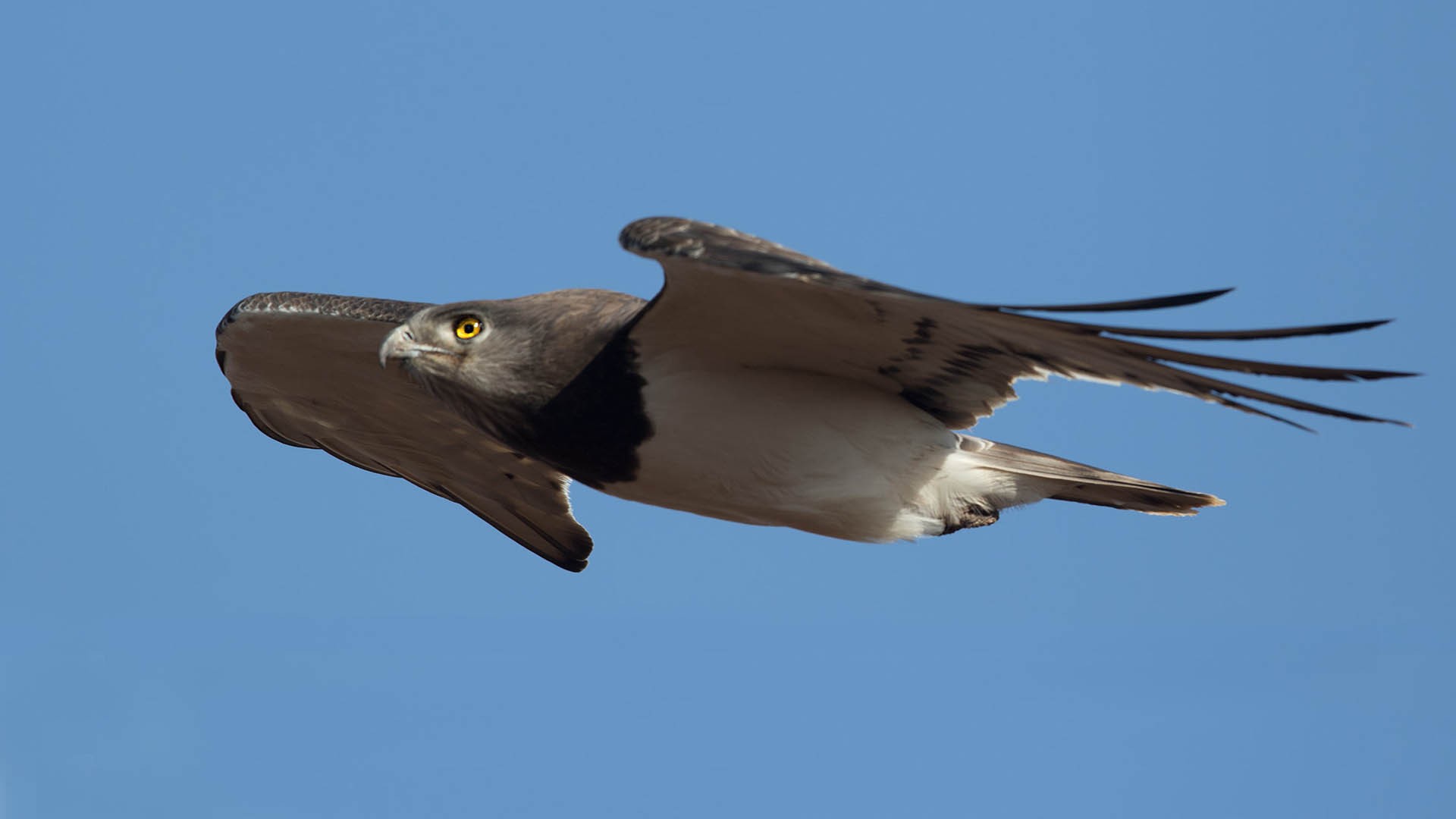 Black-chested Snake-eagle