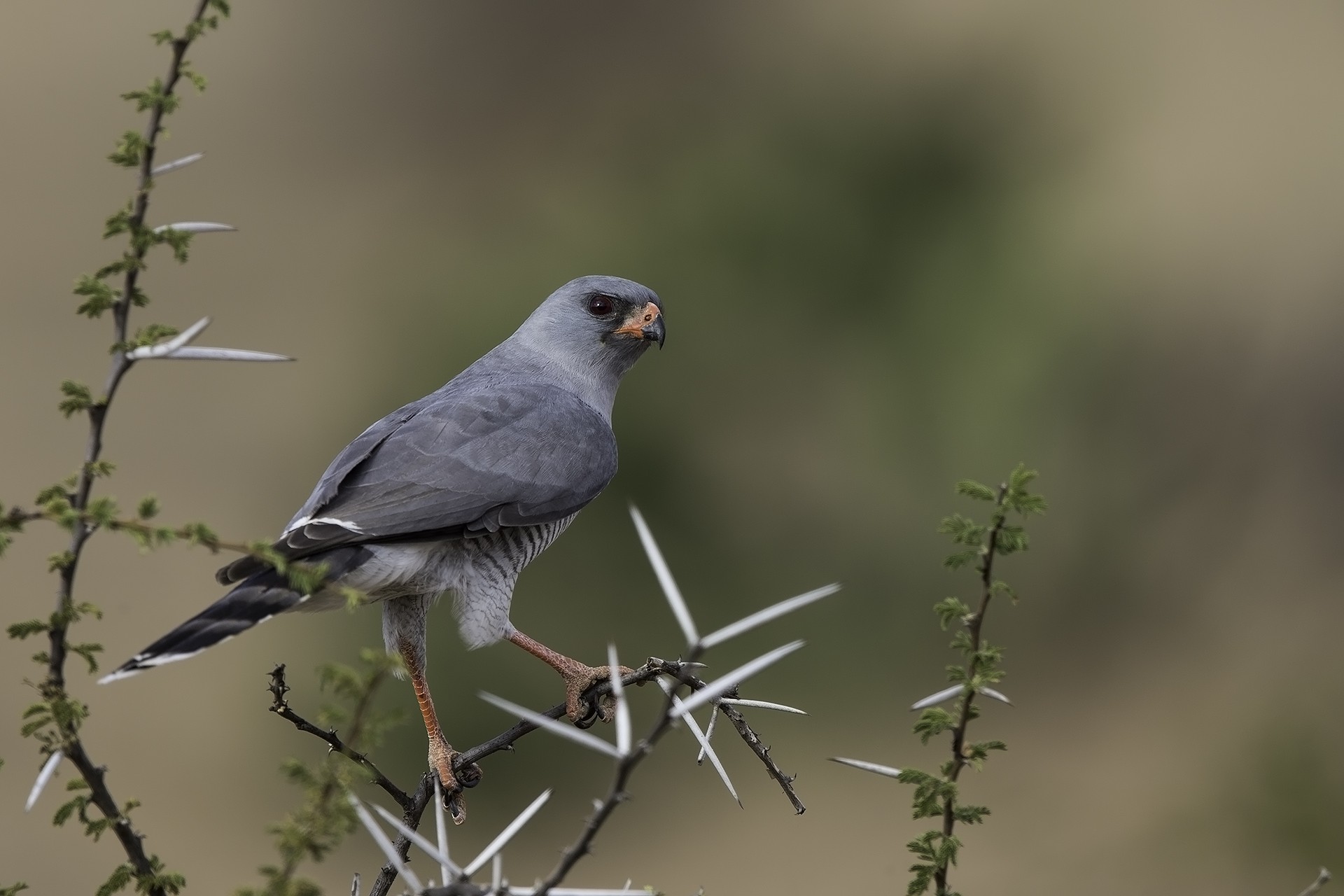 Lizard Buzzard