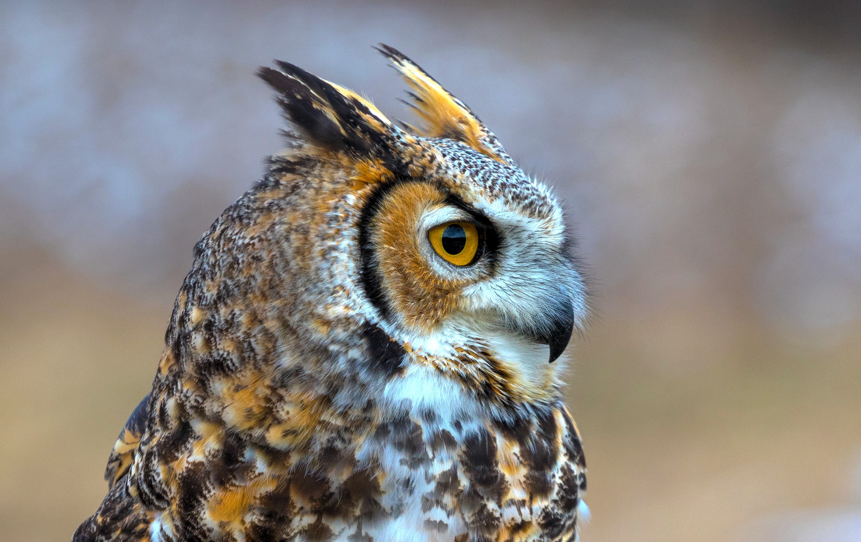 Great Horned Owl