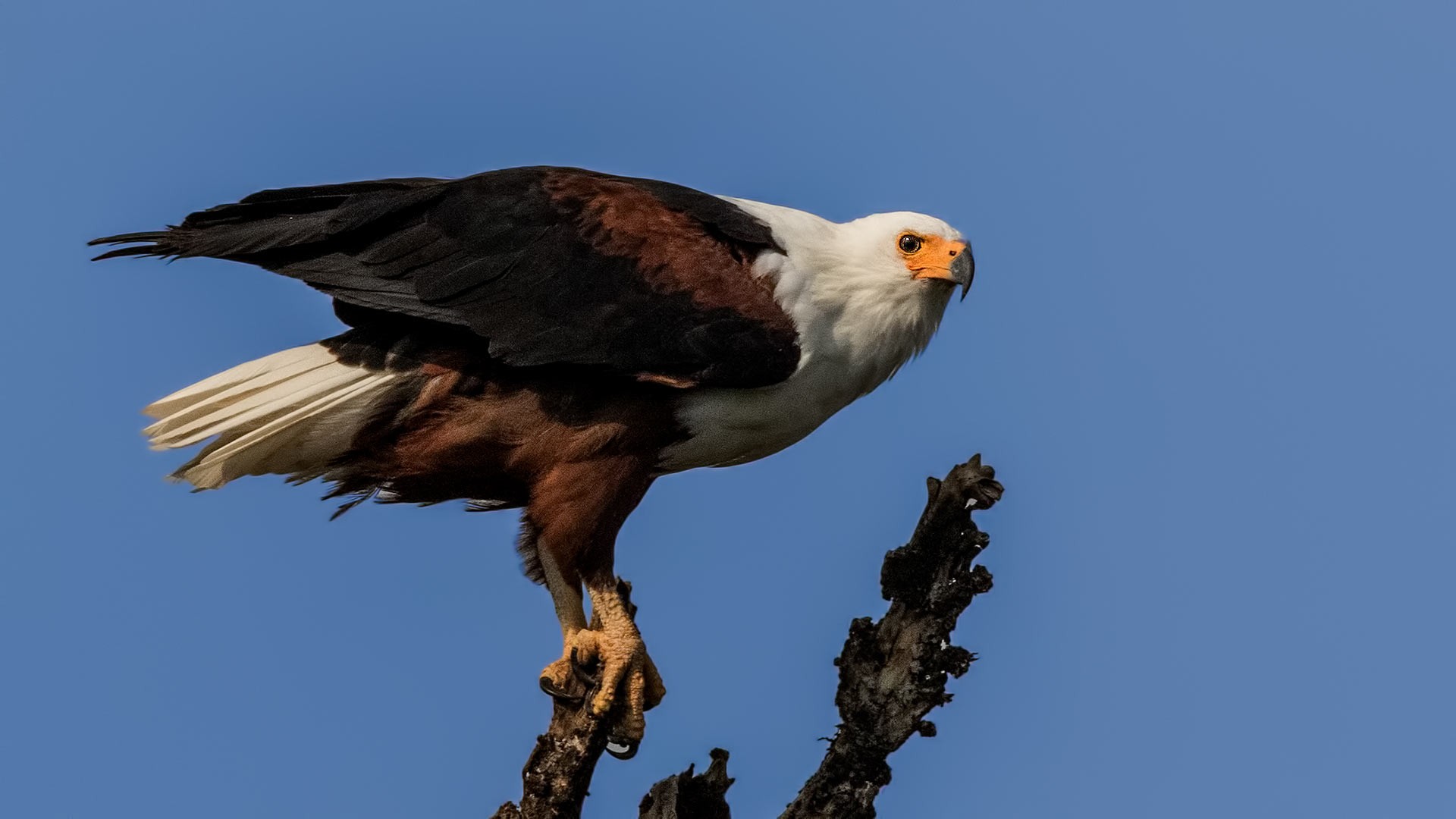 African Fish-eagle