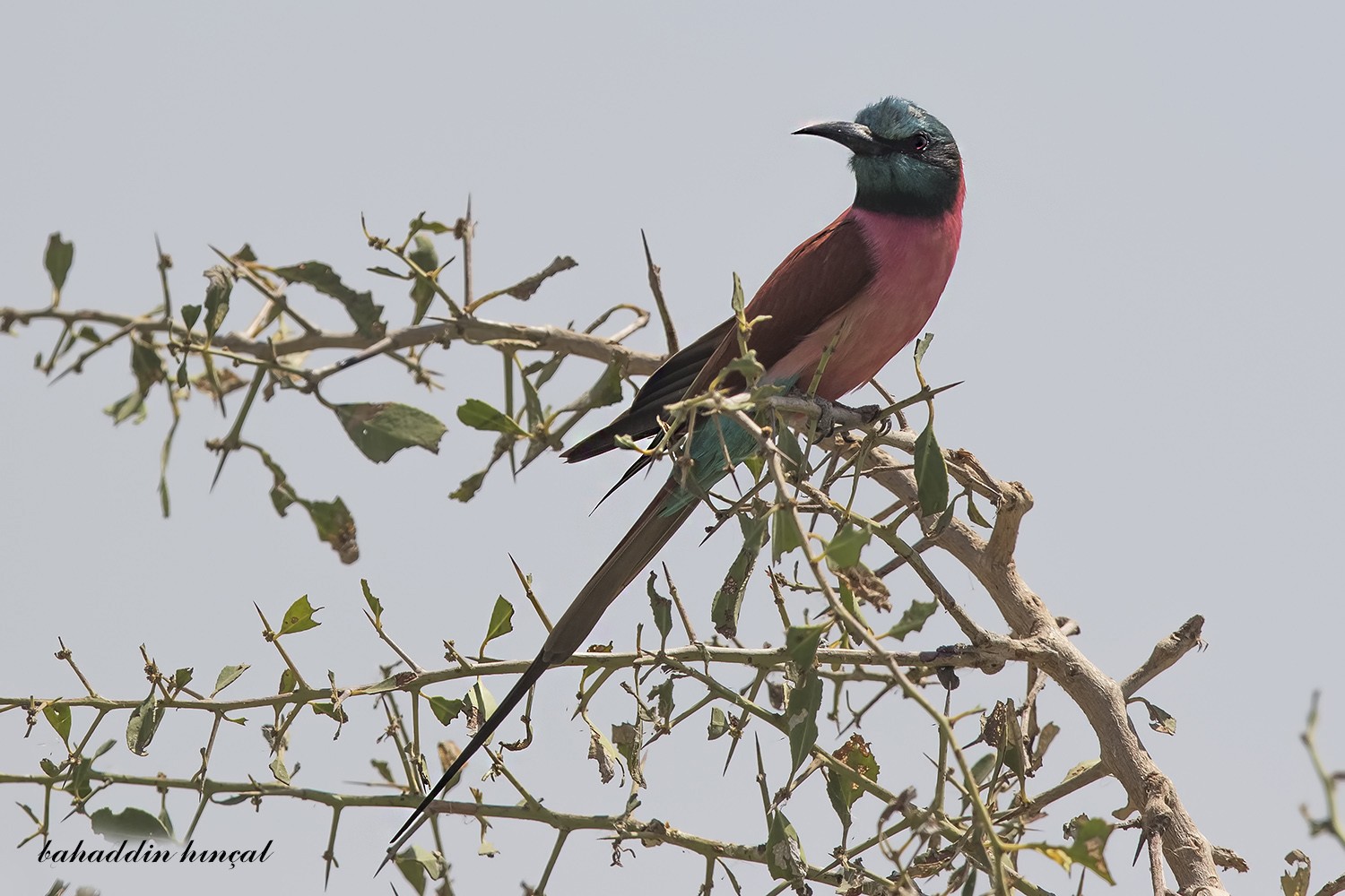 Northern Carmine Bee-eater