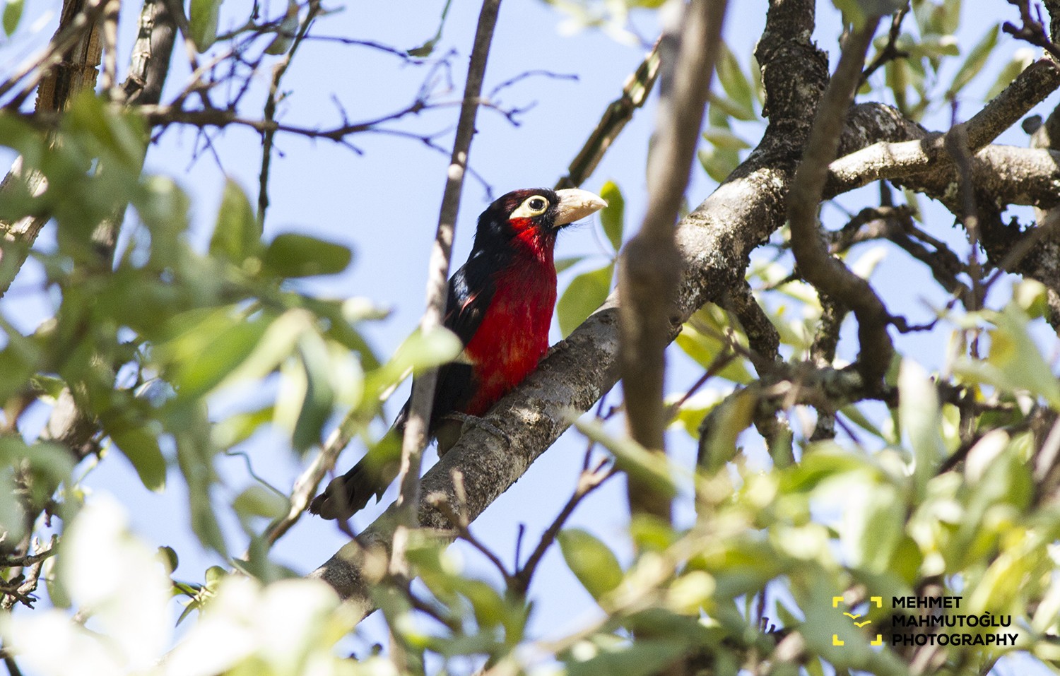 Double-toothed Barbet