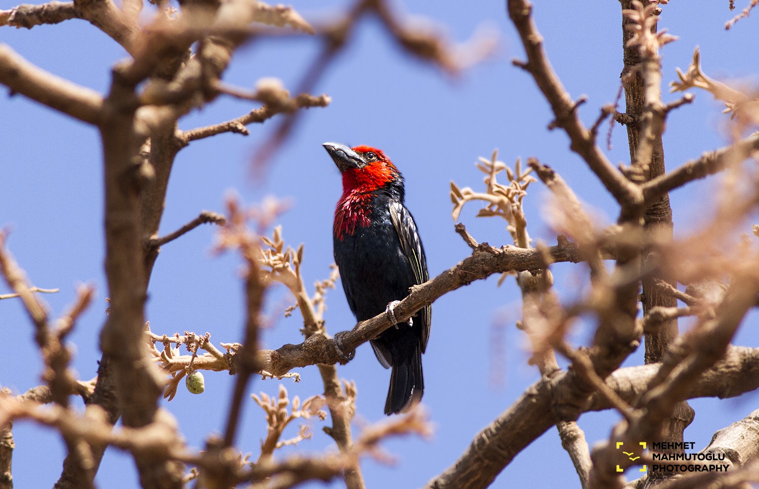 Black-billed Barbet