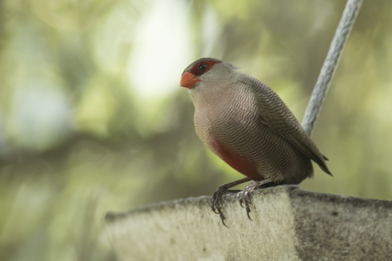 Common Waxbill