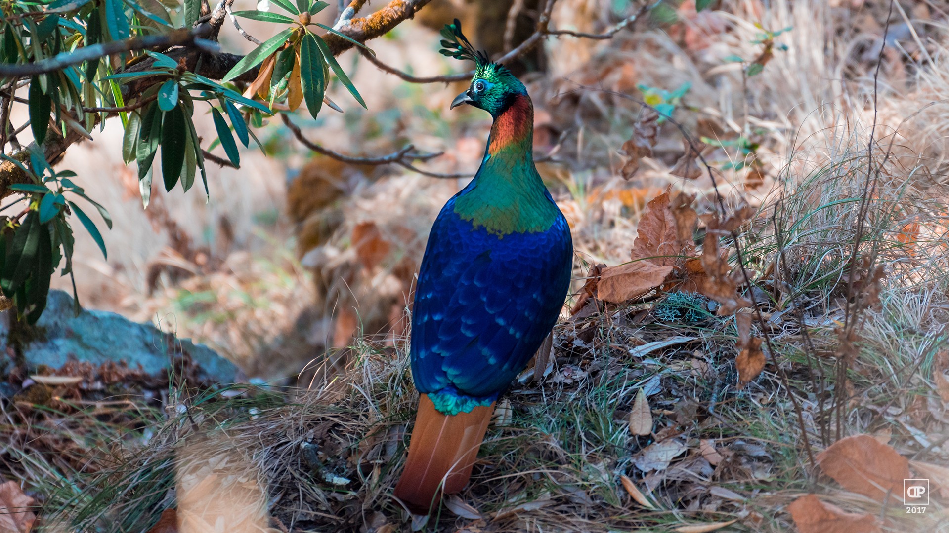 Himalayan Monal