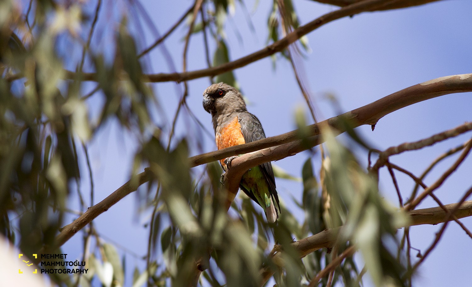 Red-bellied Parrot