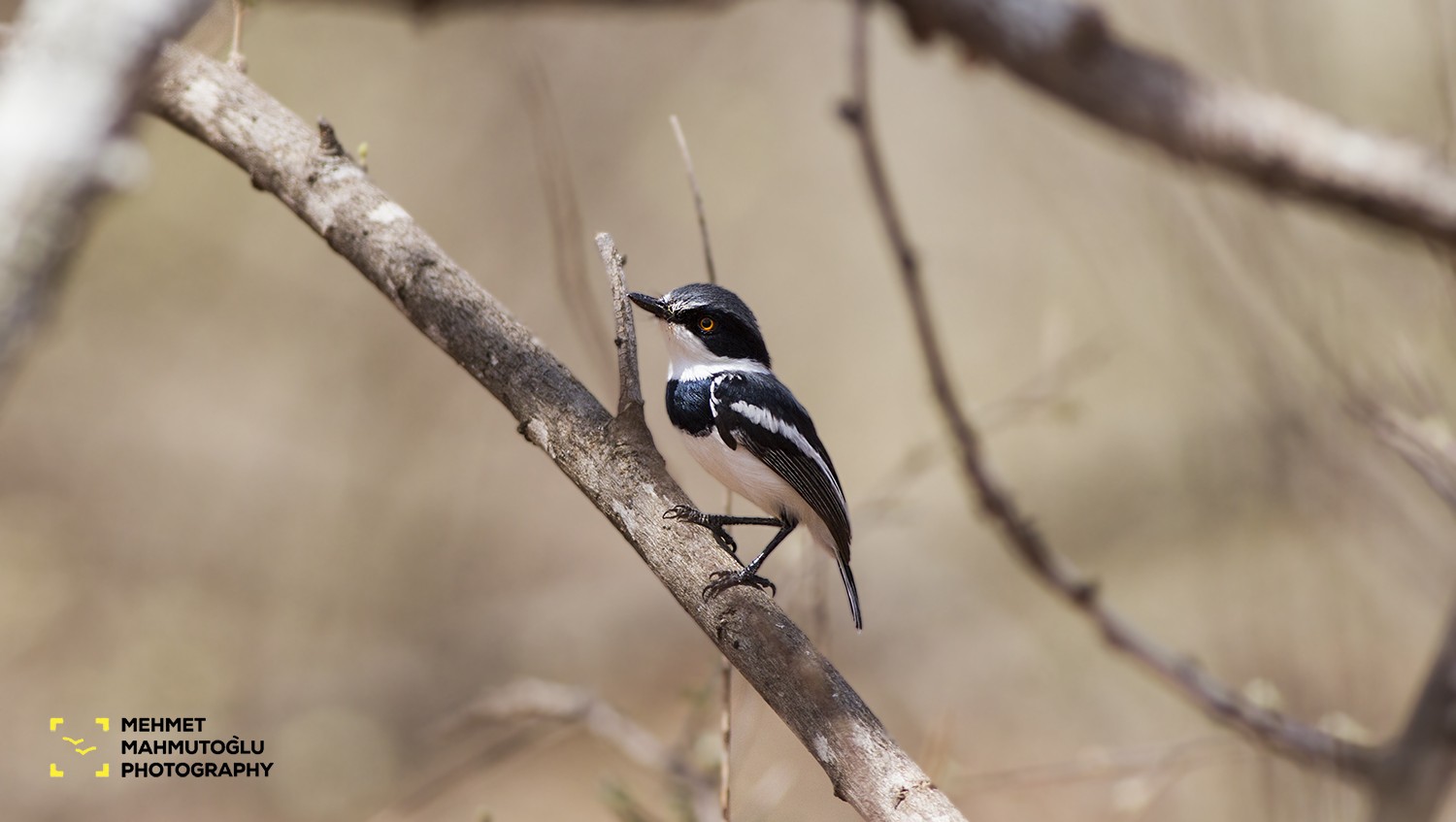 Pygmy Batis