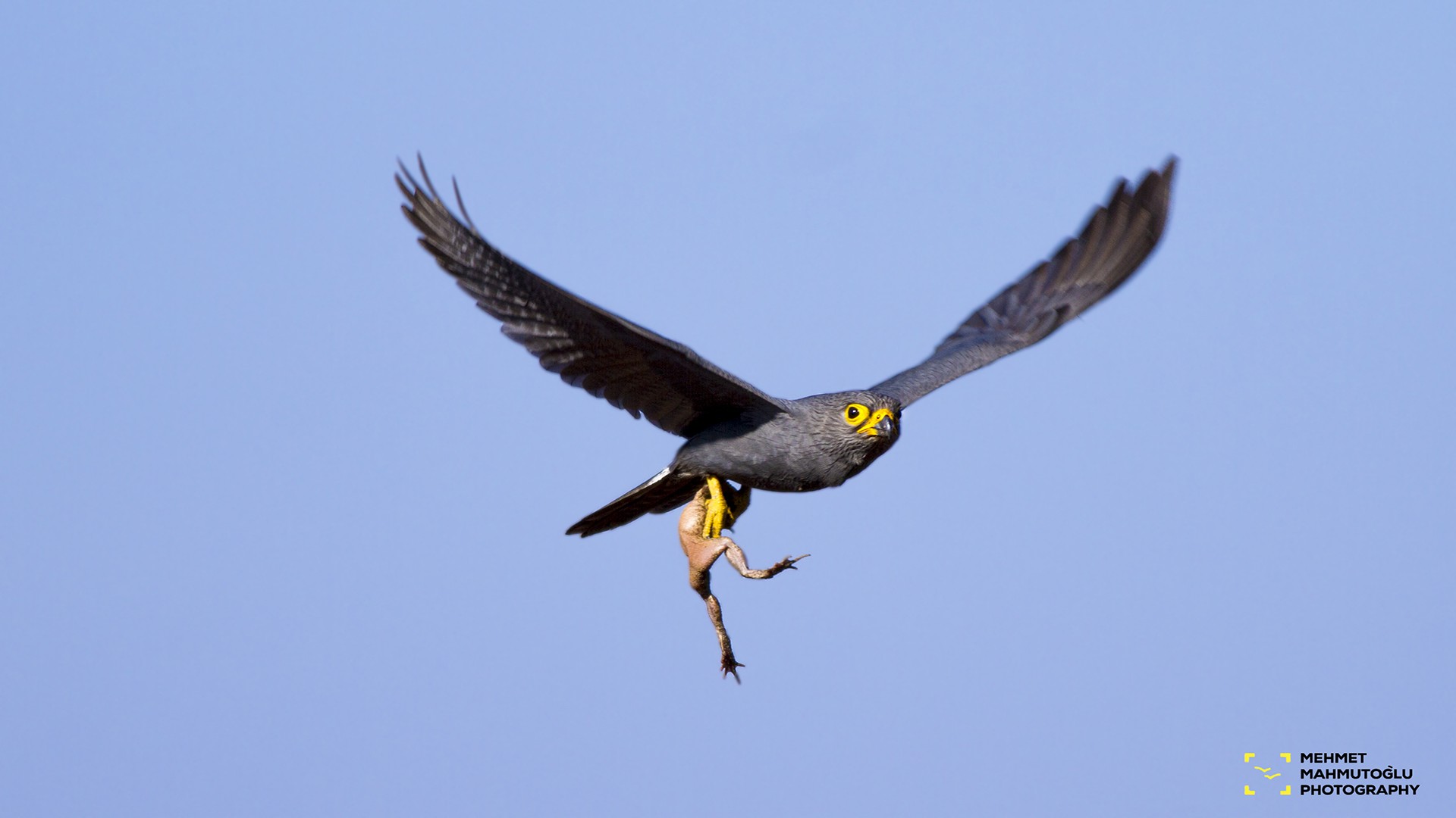 Grey Kestrel