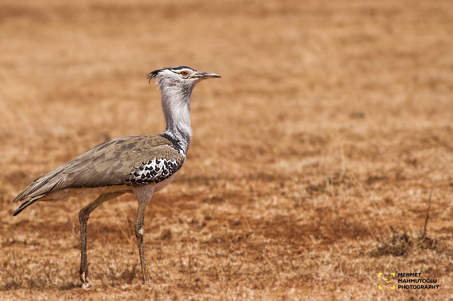 Kori Bustard