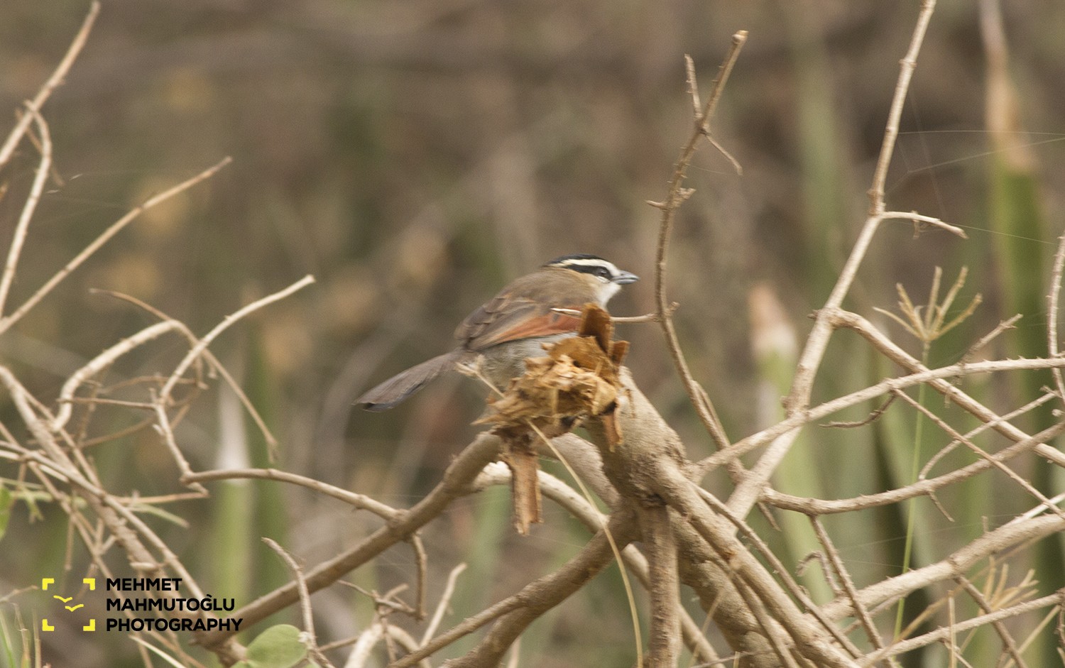 Black-crowned Tchagra