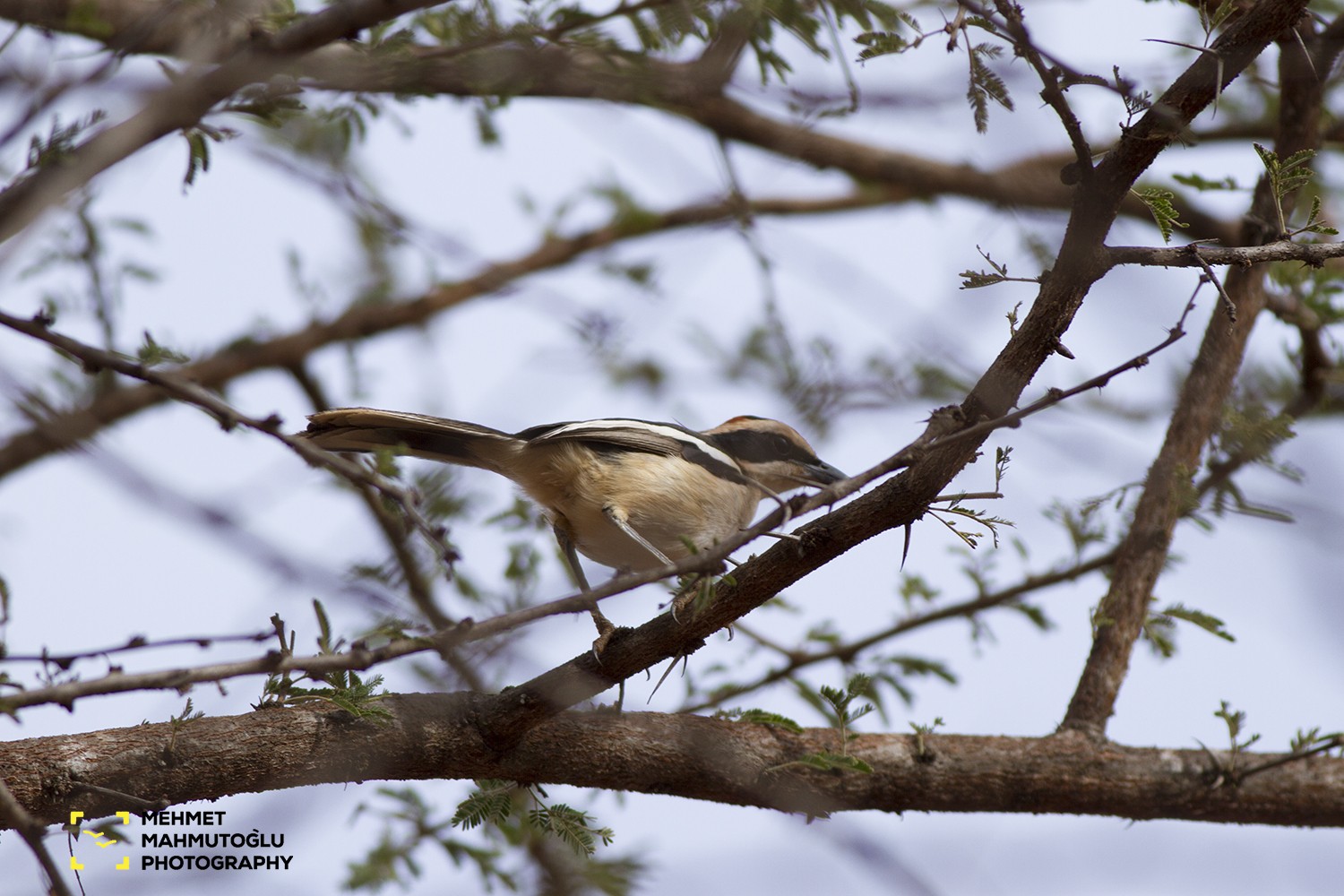 Red-naped Bush-shrike