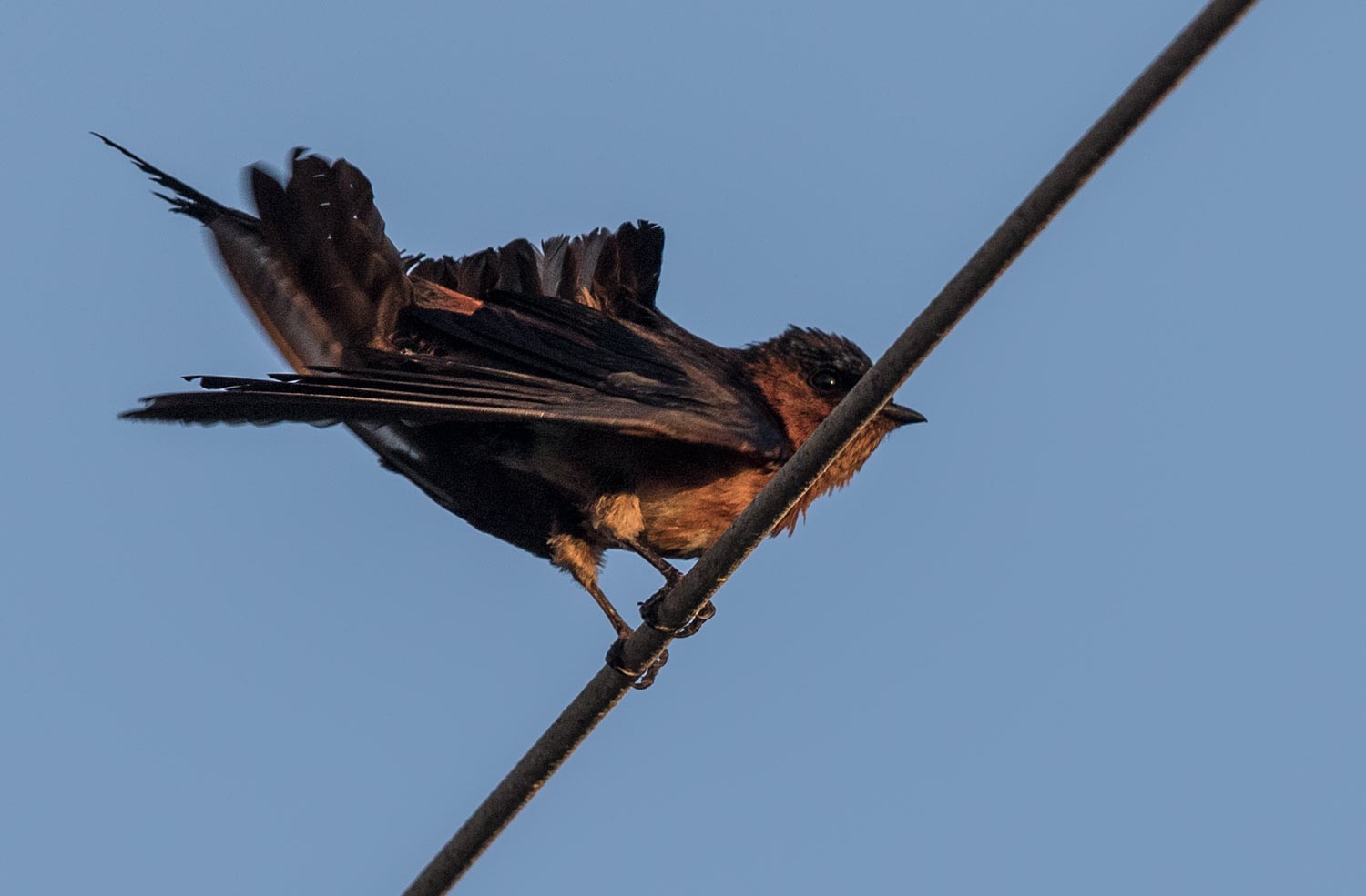 Pacific Swallow