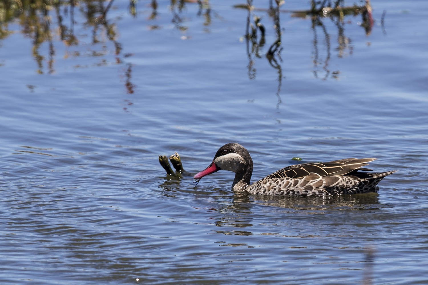 Red-billed Teal