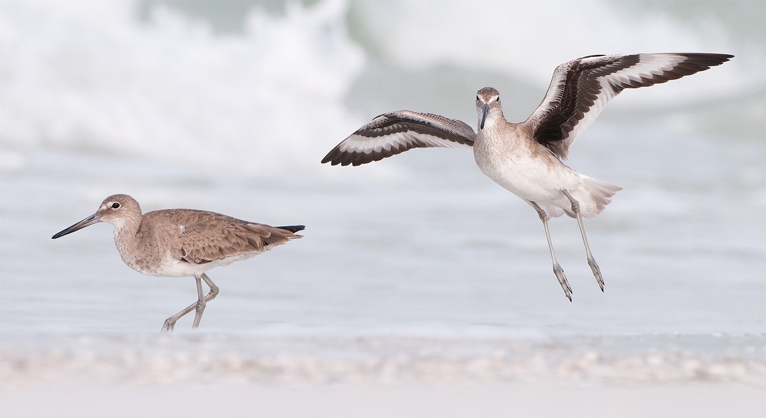 Willet