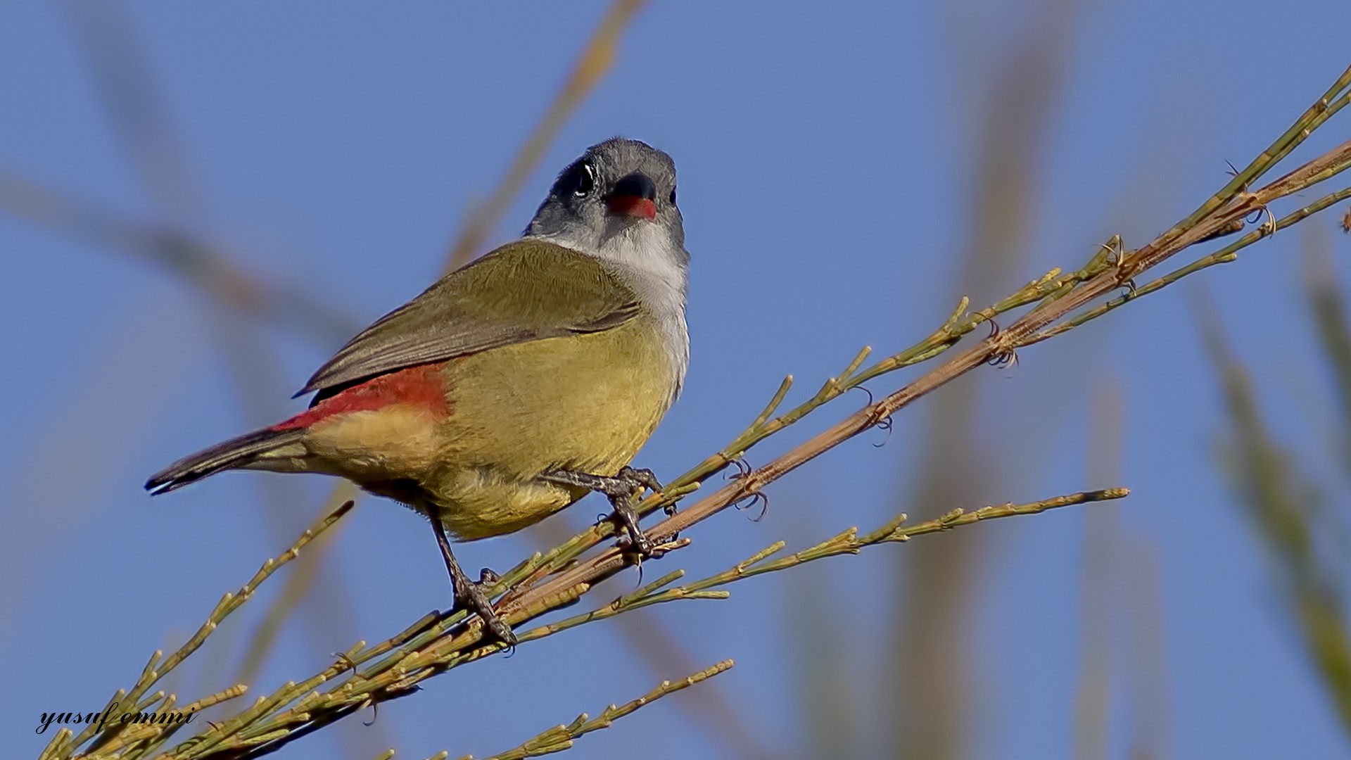 Yellow-bellied Swee