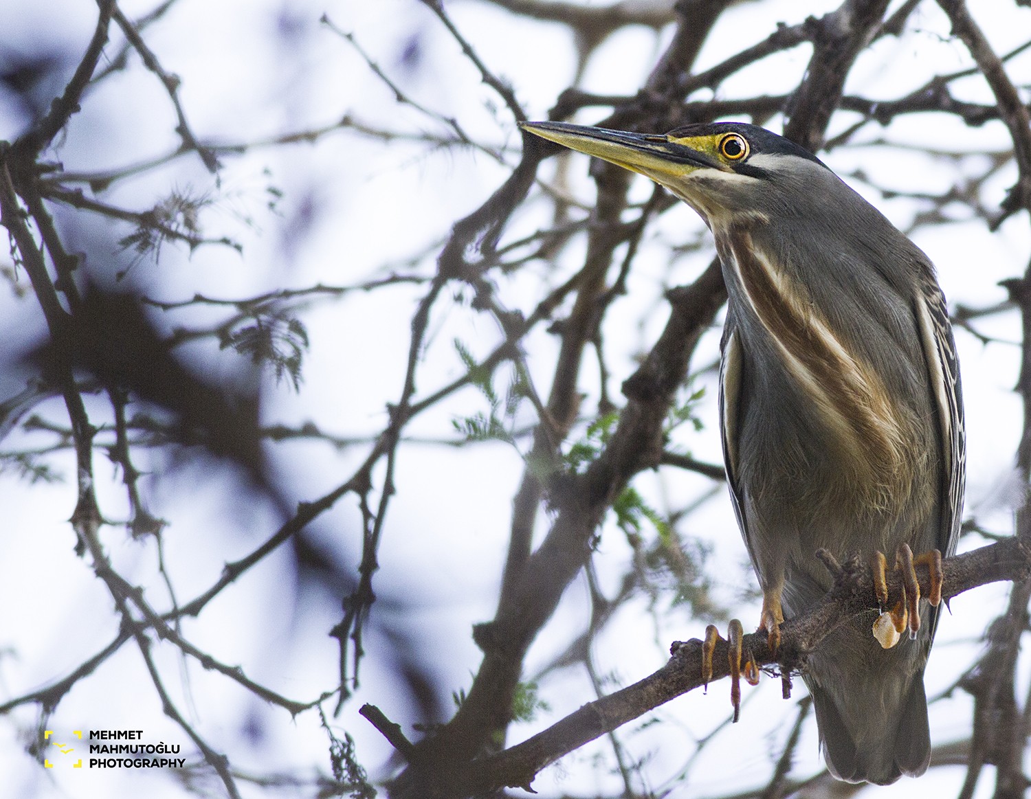 Green-backed Heron
