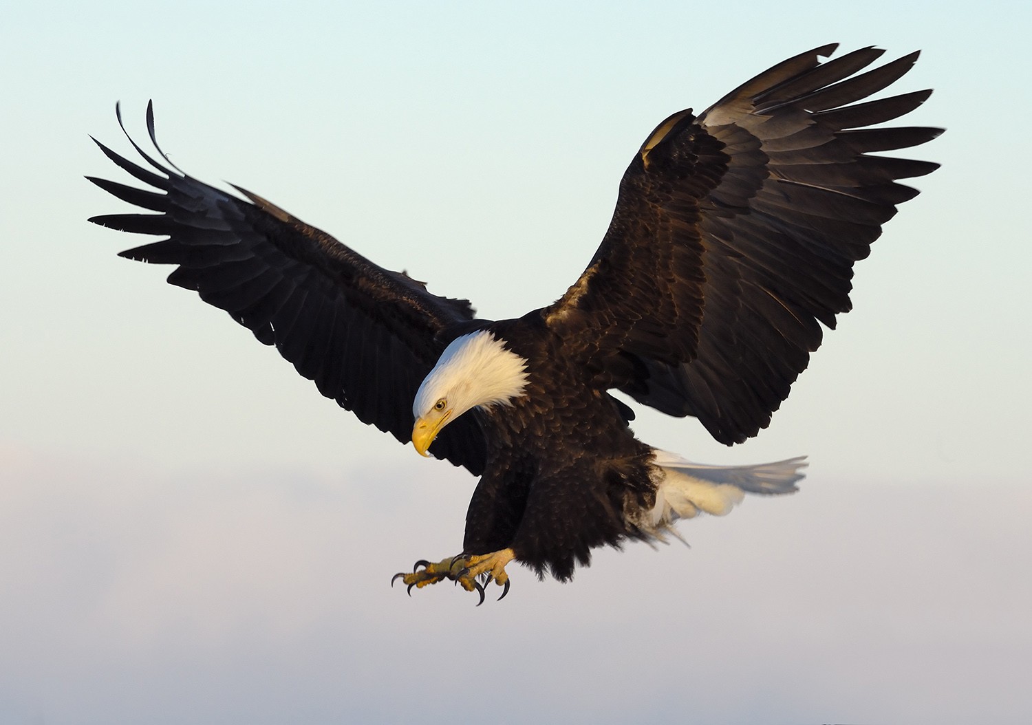 Bald Eagle