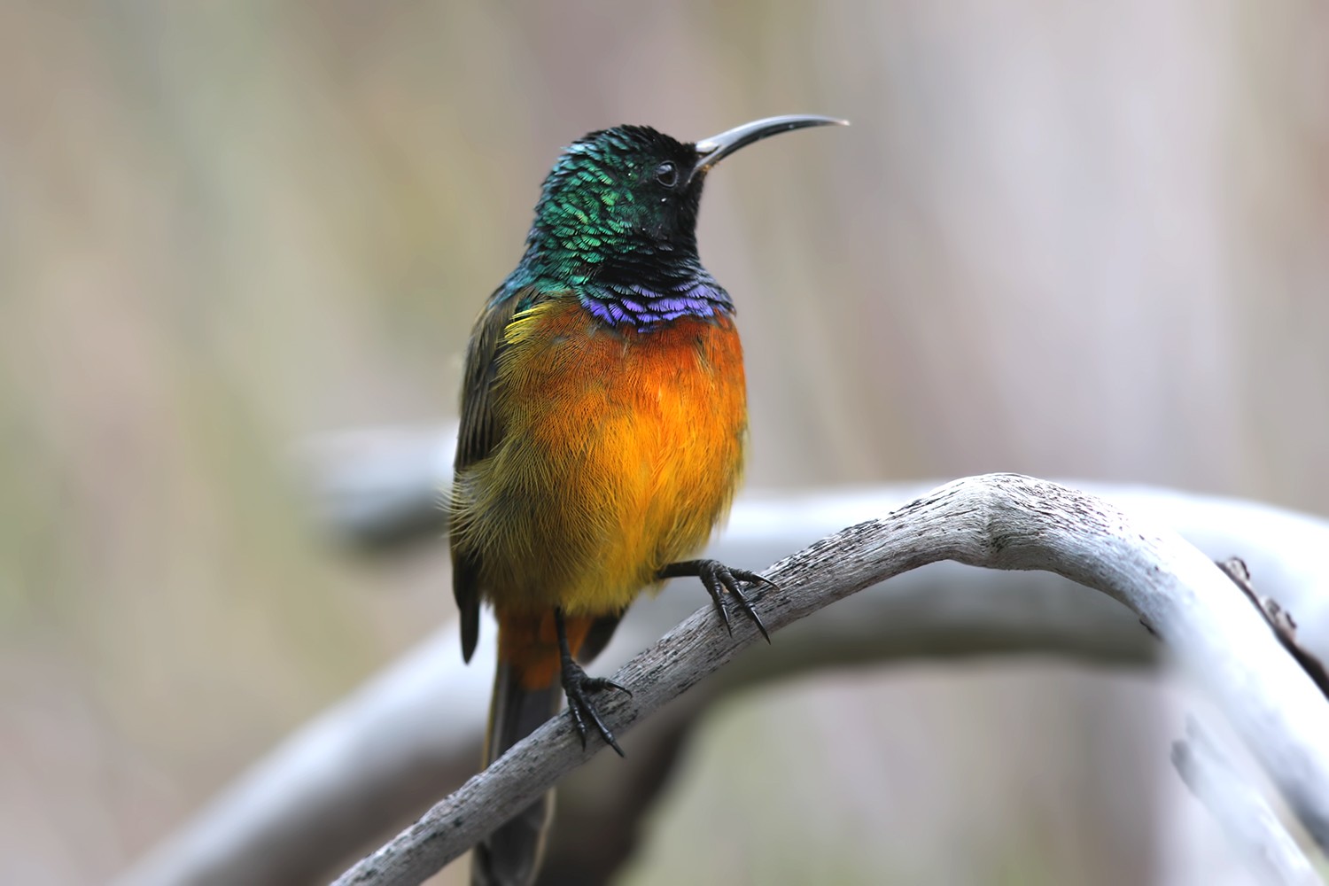Orange-breasted Sunbird