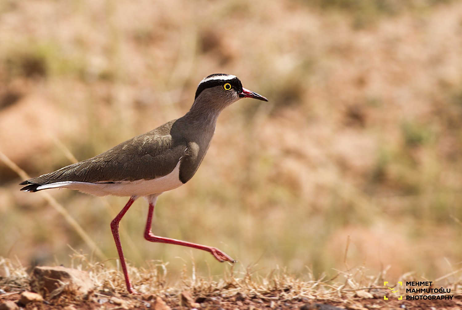 Crowned Lapwing