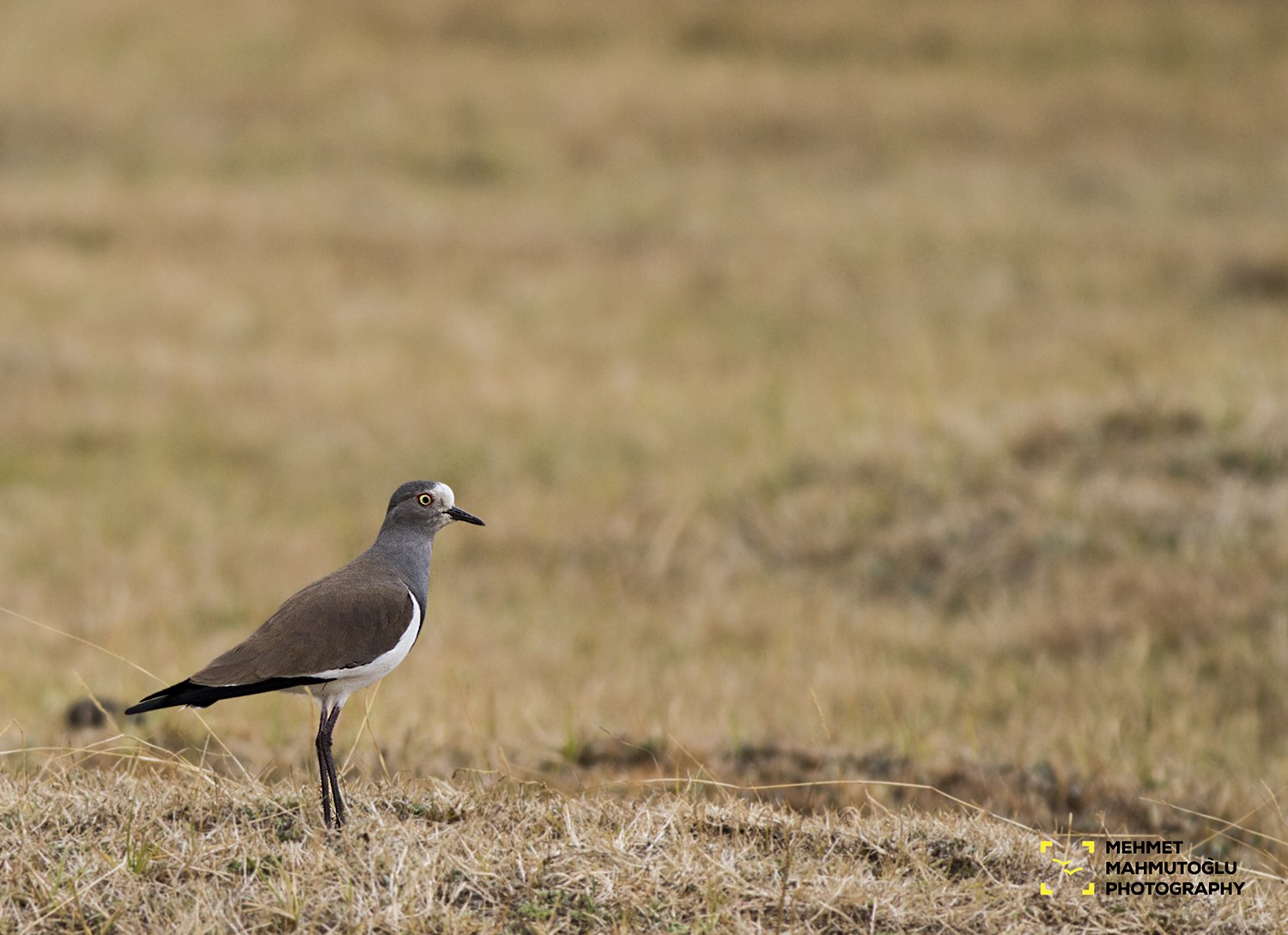Black-winged Lapwing